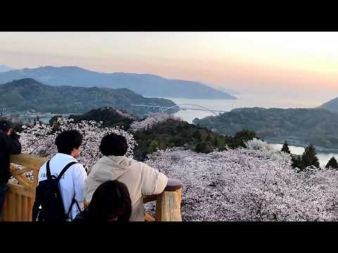 美しさに溜息、開山公園が満開の桜で埋め尽くされる！しまなみ海道・伯方島で