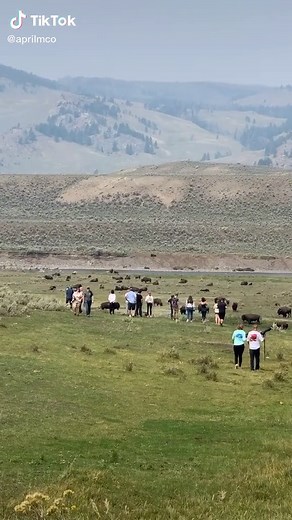Understanding Tourons of Yellowstone National Park