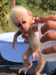 19K views · 294 reactions | Baby Monkey Afraid Of Cold Bath | Best Videos | Facebook