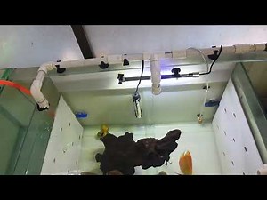 How i keep Discus Fish Tank Water Crystal-Clear.. #aquarium #discus #DIYfiltration #fishkeeper