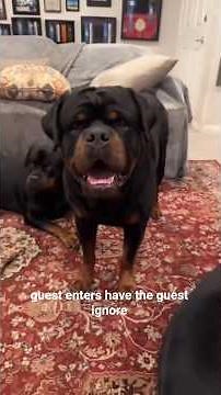 3 Essential Door Manner & Greeting Training Tips for Your Rottweiler #rottweilertraining #rottielife