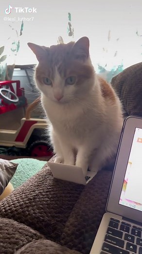 Look at this little Businessman! #cat #littlebusinessman #fyp #catsoftiktok