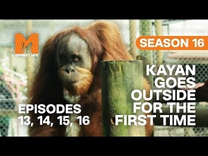 Kayan Goes Outside For The First Time in Monkey Life | S16 E13, 14, 15 & 16 | Full Episodes