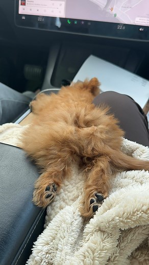 Honey | Pomapoo Puppy on Instagram: "Mommy & Daddy’s everything 﫶 #puppiesofinstagram #pomapoo #poodle #puppy #pomeranian #poodlemix #honeythepomapoo"