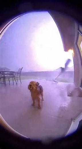 Stray Dog vs 100mph Storm… This Broke Everyone 😭🌪️🐶