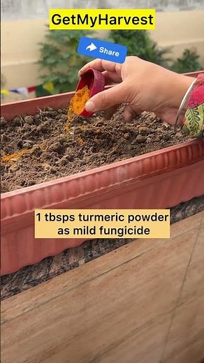 How to grow Methi in Pots | Fenugreek | मेथी उगाने का सबसे आसान तरीका #shorts