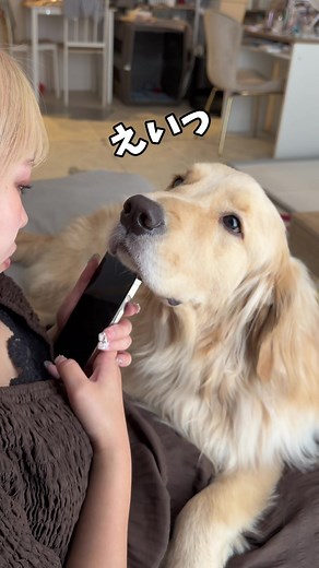 ゴールデンレトリバーが膝の上に乗る理由と対処法｜甘えん坊の飼い方ガイド