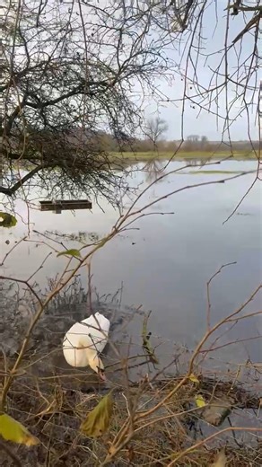 We got visited by a holiday swan-a-swimming. Please note, the swan was swimming in our river meadow. Not our house. #NotFlooded #WeNamedHimSteve | Ellen DeGeneres