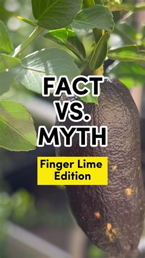 29 reactions | FINGER LIME TRUTHS REVEALED!  Watch this reel to...