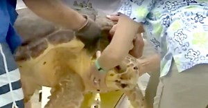 They Haul A 200-Pound Turtle Out Of A Van. But Watch As Her Fins Touch The Ground... WOW