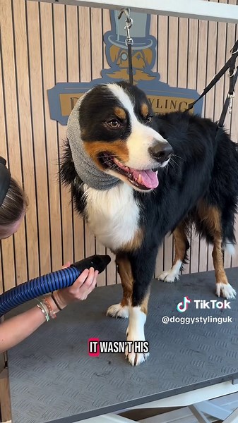 Dog Grooming Guide for Border Collies