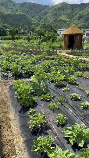 How to install weed barrier for vegetable garden.