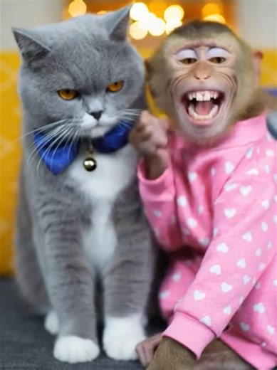 A sneeze that cost a slap. 🤧💥😂 #funnyanimals #funnypets #shorts #petsvideos #fyp