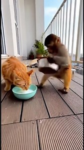 Milk Time Ruined by a Noisy Monkey! 😼🥛✨ #funny #prank #pets