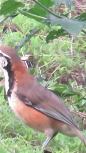 Forest Secrets: Greater Necklaced Laughingthrush 🐦 #shorts #laughingthrush
