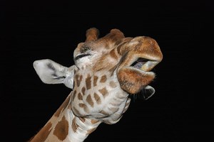 Giraffes Caught Humming in the Midnight Hour