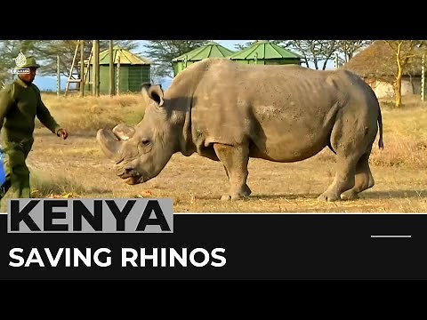 Scientists use IVF to save endangered northern white rhinos