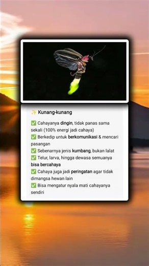 Fakta unik kunang kunang