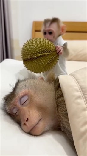 Mom Head VS Durian 🤯 #durian #babymonkey #monkeyvideo #mom #monkey #funny #prank #head #shorts