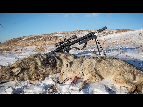 Coyote Hunting In Minnesota