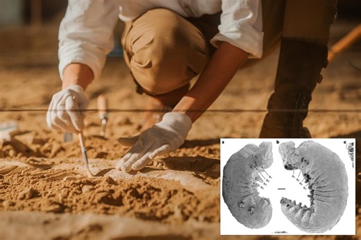 Scientists amazingly uncover a 520 million-year-old fossil with its brain and guts intact: ‘Almost perfect preservation’