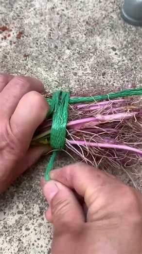 Adaptable vegetable bundling techniques