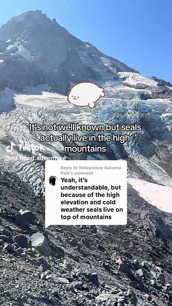 Replying to @Yellowstone National Park here I have some footage of my Mt Hood seals @Yellowstone National Park #mountaintok #parktok #glacier #mthood
