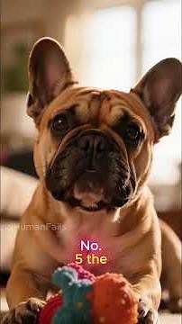 Top 10 Cutest Dog Breeds — Adorable Edition