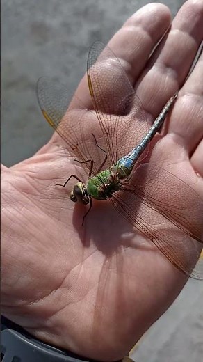 Libélula en cámara lenta | Dragonfly in Slow Motion