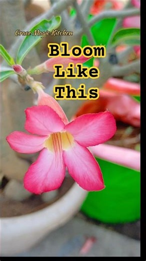 Adenium Obesum (Desert Rose) Care Tips | Watering, Sunlight & Soil#shorts#gracemagickitchen