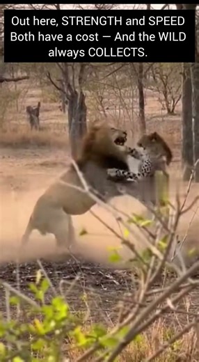 Intense Lion and Cheetah Encounter Captured in the Wild