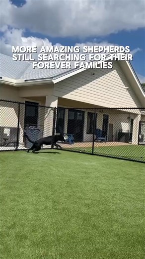 These incredible shepherds have come such a long way. 🐾❤️‍🩹 They were rescued from a devastating breeding operation in Texas, where they suffered extreme neglect and abuse before being saved. ⁠ ⁠ Thanks to Big Dog Ranch Rescue, they were given a second chance and finally have the opportunity to become the loving companions they were always meant to be.⁠ ⁠ If you are ready to open your heart and home to a deserving dog they’re ready to meet you, and we have many more incredible shepherds waitin