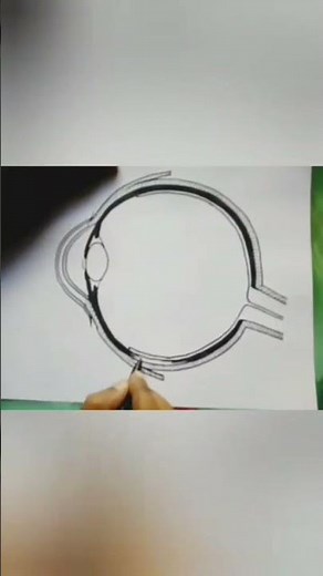 How to draw Eye step by step || Draw and label the parts of Eye