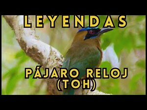 🔴LEYENDA MAYA: Pájaro TOH y el TORDO 🦜 #leyendas #mexico #yucatán