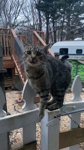 7.8K views · 112 reactions | So cute  | King James | Facebook