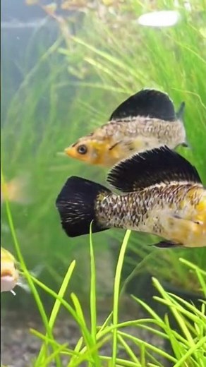You’ve Never Seen Spots This Pretty! 😍 Dalmatian Molly Swimming