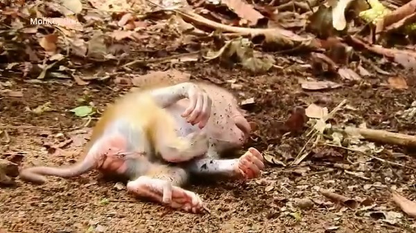 21 reactions | OMG! Breaking Heart! Baby monkey crying so loudest sound because angry mom doesn't love. | Monkey Soo | Facebook