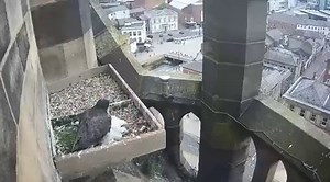 4K views · 80 reactions | A Friday treat for nature lovers, with wonderful footage from the peregrine falcons' nesting area at Rochdale Town Hall. It's worth watching the video to the end! You can enjoy a spectacular bird's eye view at www.rochdale.gov.uk/falcons | Rochdale Borough Council | Facebook
