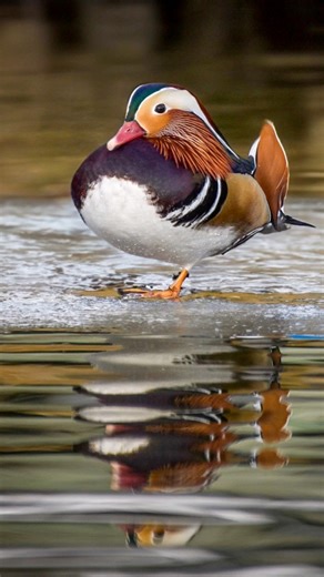 #mandarinduck #mandarinand #östersjön #lifestyle #wildlifephotography #Sweden #femörenaturreservat | Lonnie Pulsa