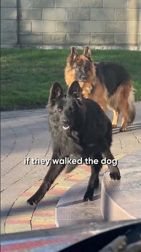 Florida Dog Bite Law: No “One Free Bite” Rule Explained