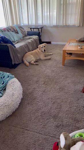 #ad Stevie’s most epic unboxing yet…Do you #BarkBox? This month’s Jurassic World theme did not disappoint!! (New theme every month!!) Sign up @BarkBox and get 2X the tough toys and meaty treats in your dog’s first box. ($45 Value)!! Head to: www.Barkbox.com/Stevie for a special offer!! | Stevie the Wonder Dog