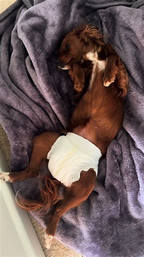 Spoiled? Yes. Deserved? Absolutely 🐾👑