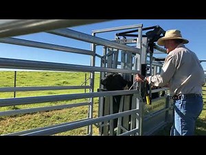 Cattle Drafting - Basic Draft - National Stockyard Systems