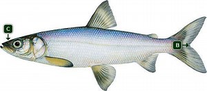 Cisco (fish) - Alchetron, The Free Social Encyclopedia