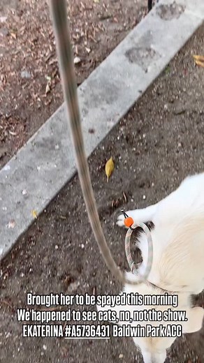 2K views · 69 reactions | EKATERINA #A5736431 6 Months WHITE FEMALE...