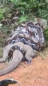 6.9K views · 4.7K reactions | Komodo vs Anaconda #reels #animals | HK Entertain | Facebook