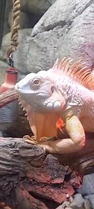 26 reactions | Iguana tell you something... These members of the...