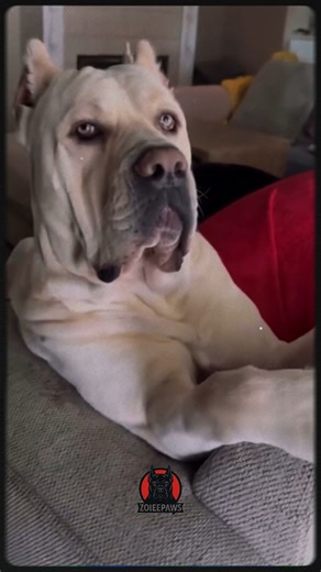 Why Your Cane Corso Leans on You (It’s Not a Hug) ⚠️ Ever wonder why your Cane Corso leans on you? Is it love or dominance? 🐾 In this video, we break down the behavior of Cane Corso dogs, exploring their loyalty, protection instincts, and guard dog tendencies. Learn the difference between a dog showing affection vs control, and understand why a 120-pound Cane Corso leaning on you is actually showing trust, not disrespect. Perfect for dog owners, Cane Corso enthusiasts, and guardian dog lovers. 