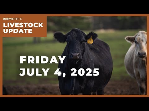 Live cattle prices are $32 per cwt higher than 2024 | Weekly Livestock Market Update