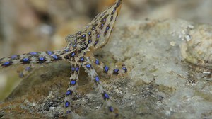 Blue Ringed Octopus | Great Southern Reef